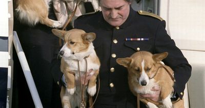 Royal fans emotional over photo of corgis on plane - but they're not the Queen's dogs