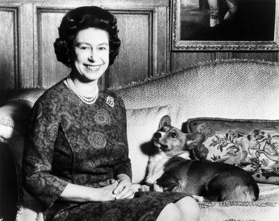 Annual ‘Tour de Corgi’ parade adds Queen Elizabeth category to honour late monarch