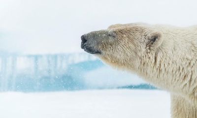 Siberian tiger v bear: even David Attenborough ‘wowed’ by Frozen Planet II