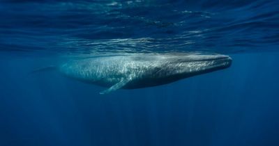 Five dead after 'whale overturns small boat' off coast of New Zealand