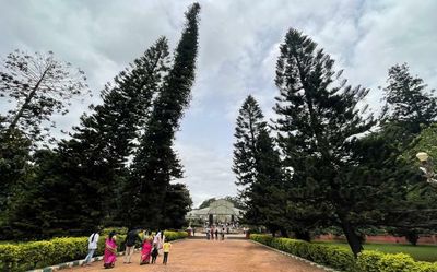 Lalbagh’s Christmas tree planted by Elizabeth II in the spotlight