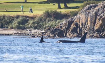 Golfers pause to watch orcas play through at historic course