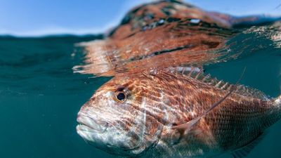 WA fishing ban proposal deadline nears as Recfishwest outlines social, economic concerns