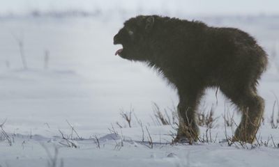 TV tonight: the baby animals of Frozen Planet II will break your heart