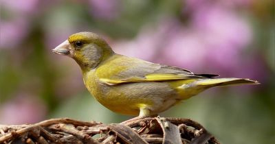 Scientists find parasite that has killed 67% of our greenfinches