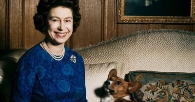 What will happen to The Queen's corgis now? Her Majesty survived by beloved dogs