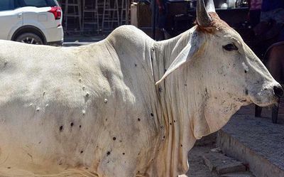 Lumpy skin disease infecting cattle in Jharkhand