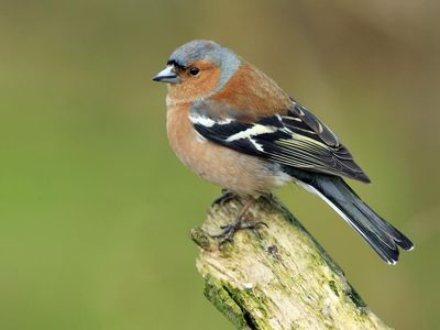 Parasitic disease killing off birds identified by scientists as finch populations plunge