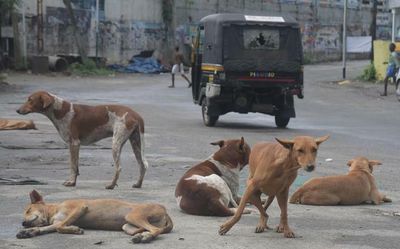 High-level meeting on Monday to address stray dog menace