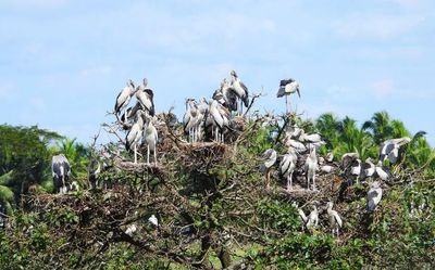 Asian openbill leaves no room for other migrants at Tirunavaya