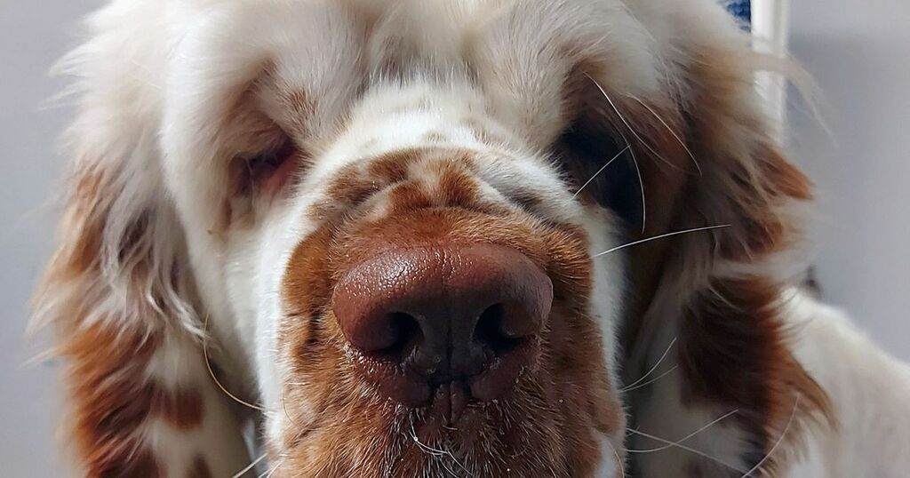 Newcastle dog gets a facelift as heavy folds of skin…