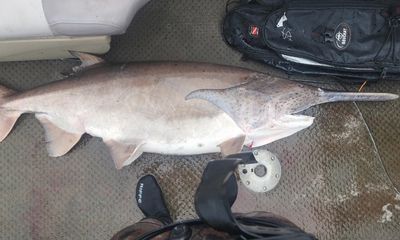 Angler spears world-record-size paddlefish in ‘trip to remember’