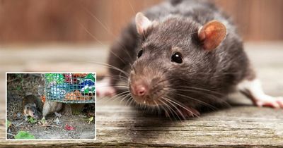 Warning as 'ultra-rats the size of rabbits' could invade Irish homes within weeks