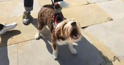 The magical moment Leeds dog cheers for King Charles during proclamation