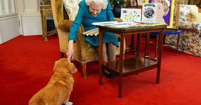 Plan for what happens to the Queen's corgis after her death is confirmed by Prince Andrew
