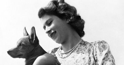 Royal Family confirm the fate of the Queen's beloved corgis