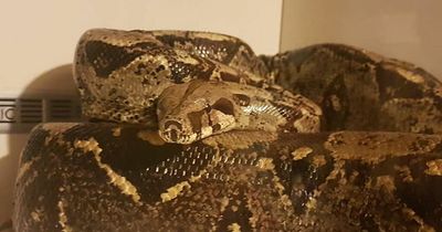 Six foot Boa Constrictor snake on the loose in Leeds as worried owner speaks out