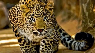 Karnataka: 2-year-old leopard walks into trap