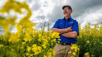 South Australia's grain harvest boosted by August rainfall and 'perfect start' to spring