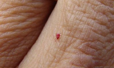 Country diary: Something about early autumn gets under your skin