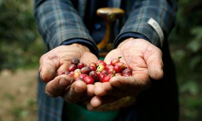 Yemen’s coffee farmers bid to win over baristas to their heritage beans