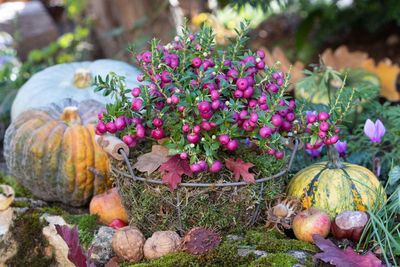 How to refresh your garden for autumn