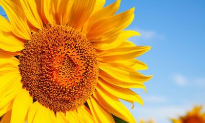 Poem of the week: The Sunflower by Dora Greenwell