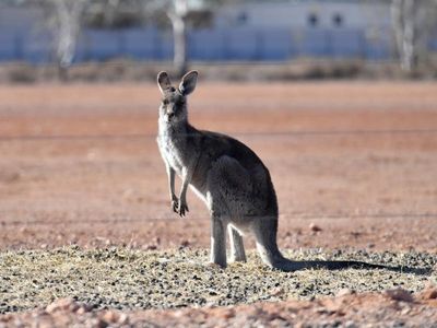 Elderly WA man killed by pet kangaroo