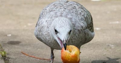Seagull cull for birds terrorising public set to take place in Dublin suburb