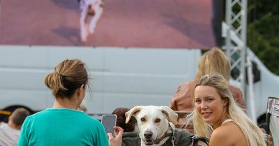 Animal lovers break world record when over 100 dogs gather to watch 101 Dalmatians at outdoor cinema