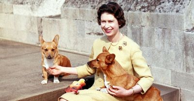 Why Prince Andrew will take care of Queen's corgis instead of King Charles