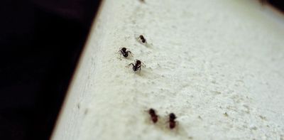 How do ants crawl on walls? A biologist explains their sticky, spiky, gravity-defying grip