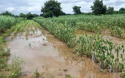 Bhima in spate, causes damage to standing crops in Afzalpur