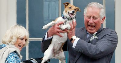 King Charles and Camilla makes history by moving rescue dogs in Buckingham Palace