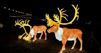Illuminated animal trail Enchanted returning to Knowsley Safari for Christmas 2022