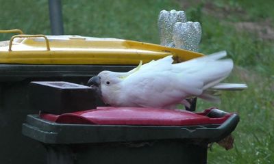 ‘Interspecies innovation arms race’: cockatoos and humans at war over wheelie bin raids