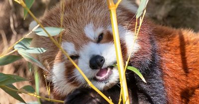 Dublin Zoo offers half price tickets to thank public and celebrate International Red Panda Day