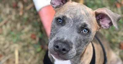 Warning to Nottingham dog owners as puppy dies 24 hours after showing symptoms for parvovirus