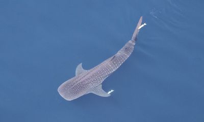 Rare whale shark photographed by pilot off Southern California