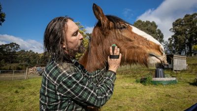 Hazel the Clydesdale walked 40km out of remote Tasmanian bush to new home