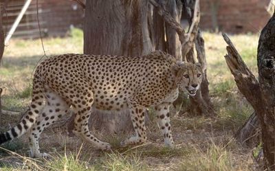 African cheetah to land in Jaipur enroute to destination