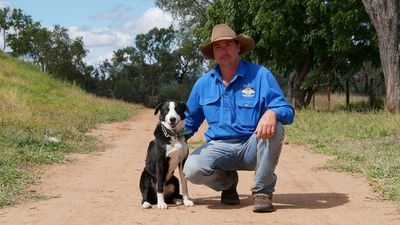 Dog trials take off across regional Australia, driven by community spirit, 'love for dogs'