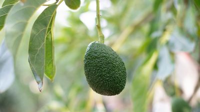 Holy Guacamole: Israeli Researchers Perfect Faster Avocado Growing Method