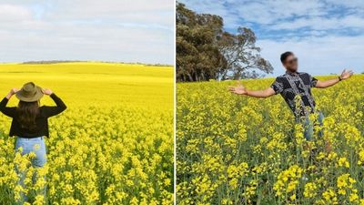 Social media users looking for the perfect shot put on notice by nervous farmers as canola crops bloom