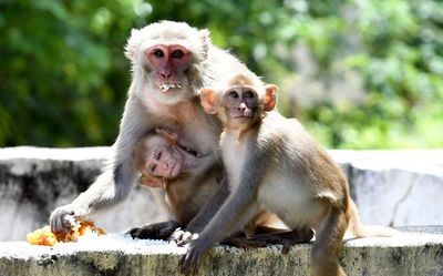 Hyderabad civic body in a fix over monkey menace