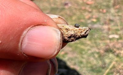 Endangered status sought for snail near Nevada lithium mine