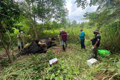 Old gaur found dead near village