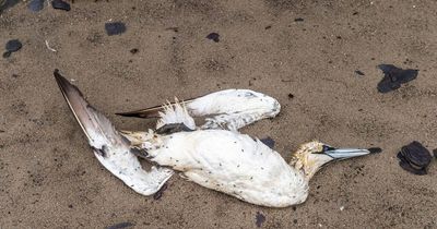 Dozens of birds falling dead out of the sky sparking fears of new disease