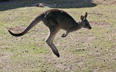 Man killed by kangaroo he was keeping as pet in Western Australia