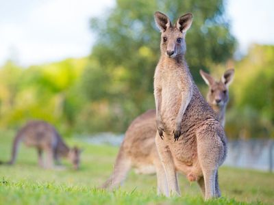 Wild kangaroo kept as pet suspected in killing of 77-year-old Australian man